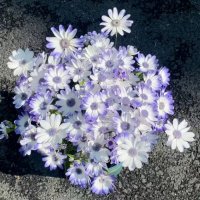 瓜叶菊的花语是什么