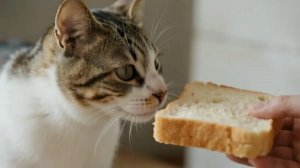 猫能吃面包吗为什么