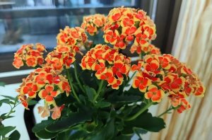 长寿花的花期有多长