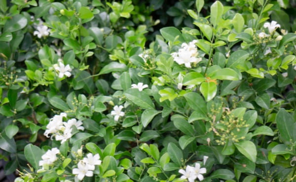 米兰花的花语