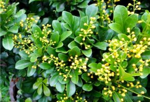 米兰花简介及养殖方法