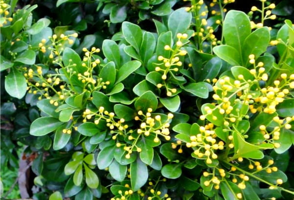 米兰花简介及养殖方法
