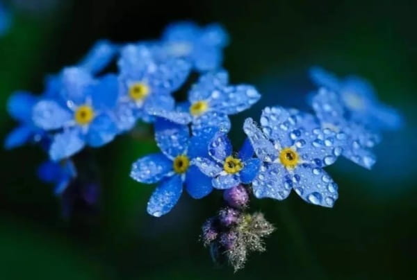 勿忘我花语