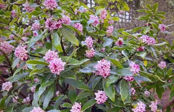 金边瑞香什么时候开花?怎么养开花多?