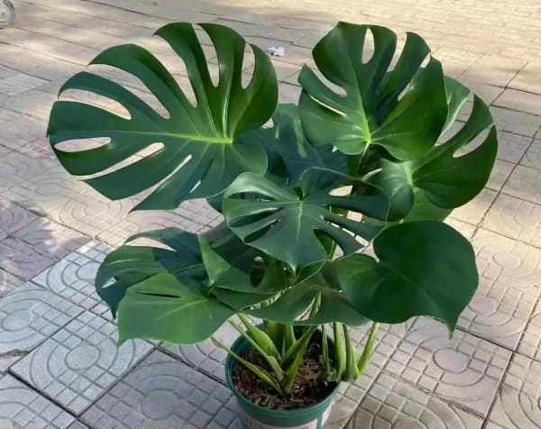 龟背竹养护技巧