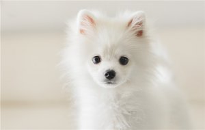 狗狗眼屎太多怎么办？治疗方法有哪些？