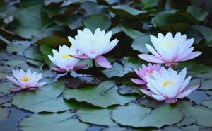 睡莲花语是什么