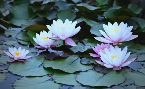 睡莲花语是什么